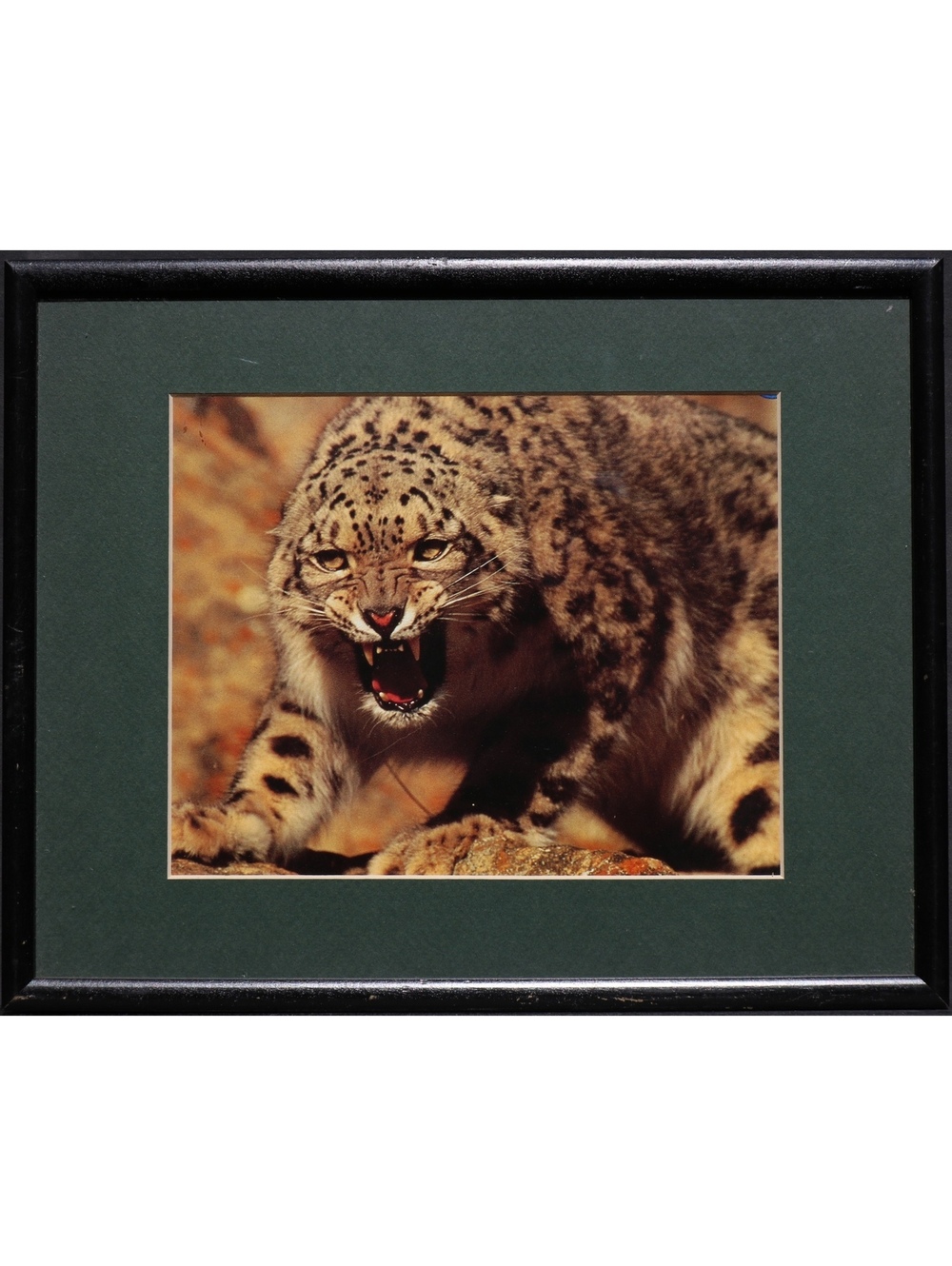 Snow Leopard framed vintage animalist photography photo art